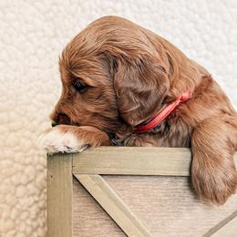Goldendoodle Puppies from Table Rock Legacy Doodles