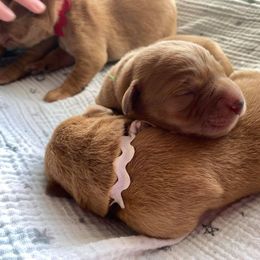 Dalmatian and Labrador Retriever Puppies from ECMO Farm Dalmatians & Labrador Retrievers