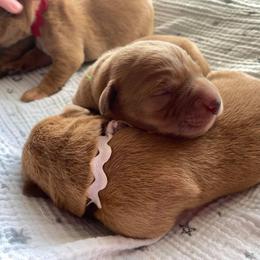 Dalmatian and Labrador Retriever Puppies from ECMO Farm Dalmatians & Labrador Retrievers