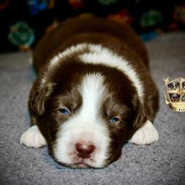 Fireball - Red & white male Miniature Australian Shepherd puppy in El Dorado Springs, Missouri from HP Aussie Kennels