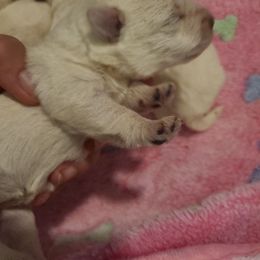 Girl 1 - White female West Highland White Terrier puppy in Hoschton, Georgia from AKC  Westie World