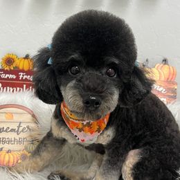 Poodle puppies from Fabi Poodle