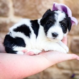 Green Bean - Black and white female Sheepadoodle puppy in Marion, Ohio from Doodles & Doxies