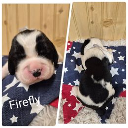 Firefly - Black and white male English Springer Spaniel puppy in Freeland, Michigan from McNally's Springer Spaniels