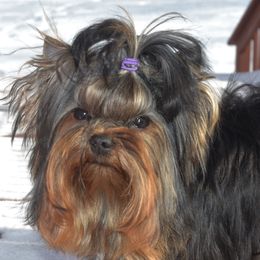 Yorkshire Terriers from Tamsyorkies