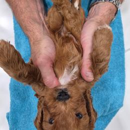 John - Blenheim male Cavapoo puppy in Siloam Springs, Arkansas from Kingdom Bound By Design