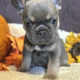 Cinderella - Tricolors female French Bulldog puppy in Purdy, Missouri from Shoal Creek Valley Frenchies
