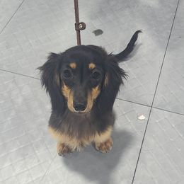 Zinnia - Dachshund