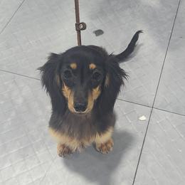 Zinnia - Dachshund