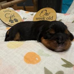 Girl 1 - Black and tan female Cavalier King Charles Spaniel puppy in Solon, Iowa from Hickory House Cavaliers