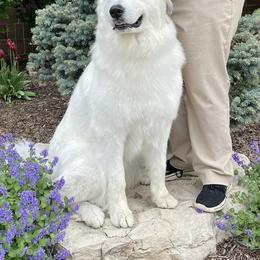 Laney - Great Pyrenees
