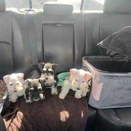 Miniature Schnauzer Puppies from Snowflake Schnauzers