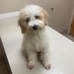 Armani - Goldendoodle