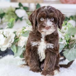 Macaron - Chocolate male Australian Labradoodle puppy in Redding, California from Shasta Royal Monroe Puppies