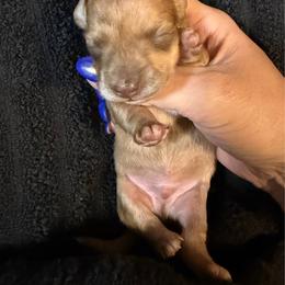 DO NOT FILL OUT APPLICATION UNLESS SERIOUS - Brindle male Dachshund puppy in Wisconsin from Sabe and Shabe’s Doxies