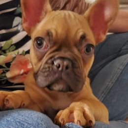 French Bulldog and Shetland Sheepdog Puppies from Ioney's Southern Paws Shelties and Frenchies