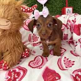 Donna - Brindle female Dachshund puppy in Lake City, Florida from My Ditzy Doxies of Florida