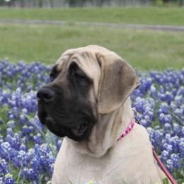 Mastiffs from Bluebonnet Mastiffs