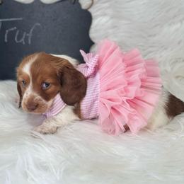 Truffle-2600 - Chocolate female Dachshund puppy in Great Bend, Pennsylvania from Dashing Doxies