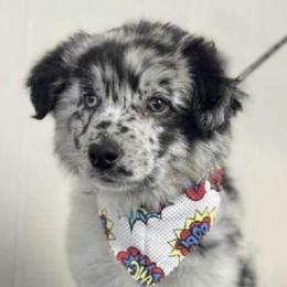 American Corgis and Miniature American Shepherds from Puppies by Alies