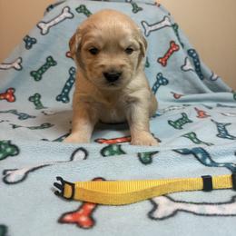 Girl 2-Yellow - Golden female Golden Retriever puppy in North Pole, Alaska from Mulberry Retrievers