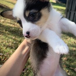 Girl 1 - Black and tan Pembroke Welsh Corgi puppy in Cumming, Georgia from Carter’s Corgis LLC