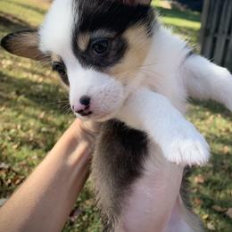 Girl 1 - Black and tan Pembroke Welsh Corgi puppy in Cumming, Georgia from Carter’s Corgis LLC