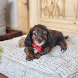 AKC Meet Bayler :) - Brindle male Dachshund puppy in Centerville, Iowa from Barnyard Dachshunds, Dals & Doodles