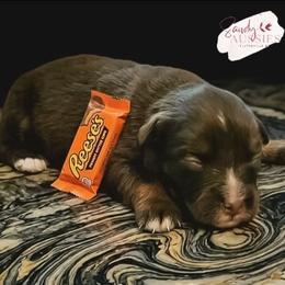 Reese's - Red tri-color female Australian Shepherd puppy in Fultonville, New York from Sandy Aussies & Pomeranians