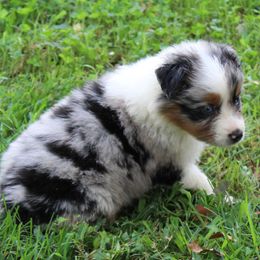 India - Blue merle female Australian Shepherd puppy in Kansas, Oklahoma from Windy G Farm