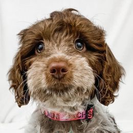 Dachshund, Great Dane, and Yorkshire Terrier Puppies from WZ Kennels