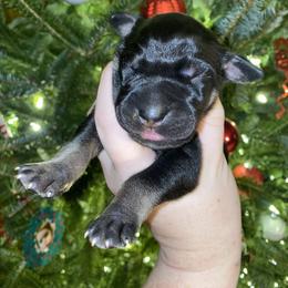Kevin - Black male Great Dane puppy in Spartanburg, South Carolina from Pawlmetto Danes