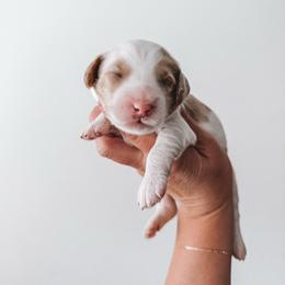 Yellow - Parti male Goldendoodle puppy in Beaverton, Oregon from Henry Elliots