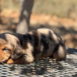 Cody - Dapple male Dachshund puppy in Perris, California from Doxie_pupps