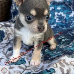 Baby Tux - Blue and white male Chihuahua puppy in Chino Valley, Arizona from Dachshund Family Love Breeders