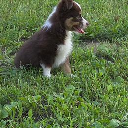 Boy 3 - Red tri male Toy Australian Shepherd puppy in Missouri from MadCat Toy Aussies