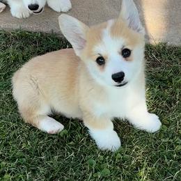 Pembroke Welsh Corgi Puppies from Kalypso Corgis