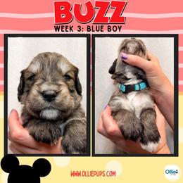Buzz (Blue) - male Golden Mountain Doodle puppy in Boiling Springs, South Carolina from OlliePups, LLC