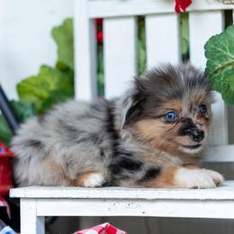 King - Blue merle male Miniature American Shepherd puppy in Granbury, Texas from Best Little Aussies