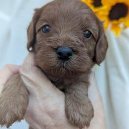Roosevelt - Red male Cavapoo puppy in Placerville, California from Quartz Mountain Doodles