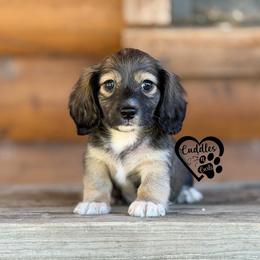 Nubs (Shaded cream) - Sable male Dachshund puppy in Nashville, Arkansas from Cuddles n Curls