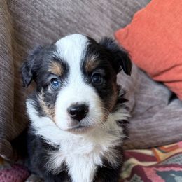 Winston - Black tri male Miniature Australian Shepherd puppy in Romney, West Virginia from South Branch Mini Aussies