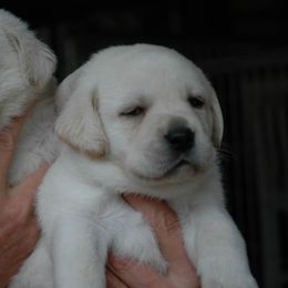 Labrador Retriever Puppies from Lake Wood Labrador's