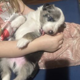 Soda Pop - Blue merle male Miniature Australian Shepherd puppy in Interlachen, Florida from Lucky Bones Miniature Australian Shepherds