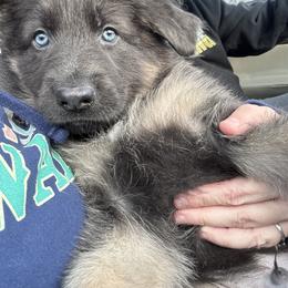 German Shepherd Puppies from Combat Creek German Shepherds