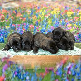 Irish Wolfhound Puppies from Cu Faoil Kennels