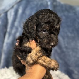 Aussiedoodle, Bernedoodle, Goldendoodle, and Poodle Puppies from Vallevistadoodles