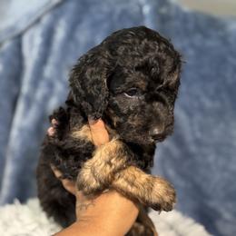 Aussiedoodle, Bernedoodle, Goldendoodle, and Poodle Puppies from Vallevistadoodles