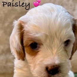 Cavapoo and French Bulldog Puppies from Ponderosa Frenchies and Cavapoo’s