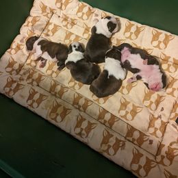 Boy - Black brindle and white male Boston Terrier puppy in Storm Lake, Iowa from Deja-Vu Bostons